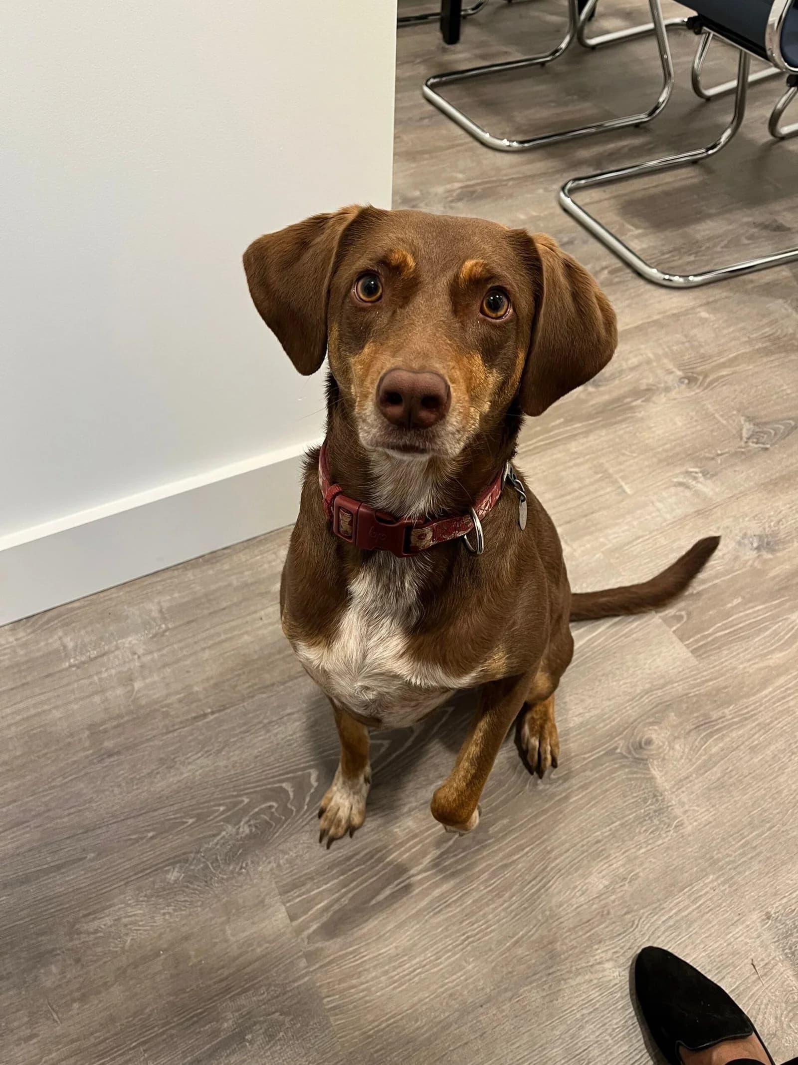 Layla — Chief Morale Officer